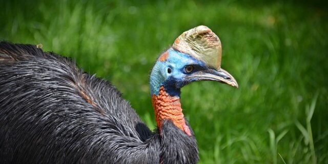 Νεκρός κτηνοτρόφος – Τον σκότωσε το πιο επικίνδυνο πουλί του κόσμου