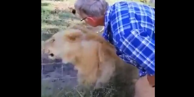 Βίντεο: Τουρίστας χαϊδεύει λιοντάρι – Και αυτό του αρπάζει το χέρι