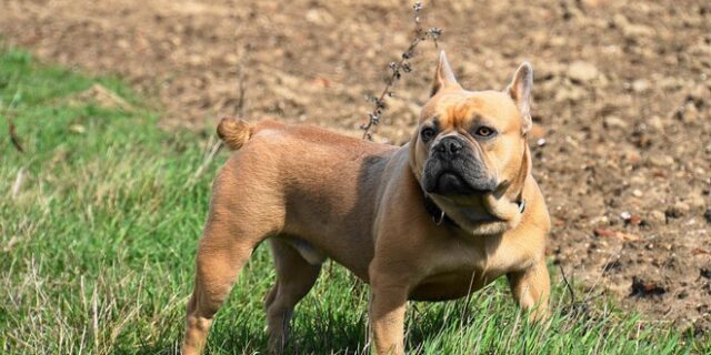 Τραγωδία: Σκύλος κατασπάραξε 10χρονο παιδί σε κάμπινγκ