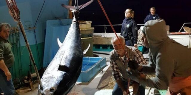 Νάξος: Ψάρεψαν τόνο-γίγαντα 288 κιλών και 2,74 μέτρων