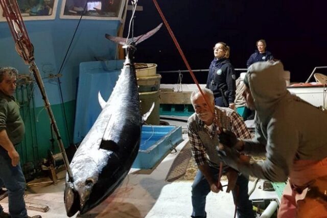 Νάξος: Ψάρεψαν τόνο-γίγαντα 288 κιλών και 2,74 μέτρων