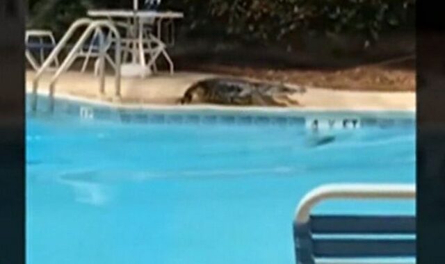 Απρόσκλητος επισκέπτης: Αλιγάτορας κάνει βουτιά σε πισίνα ξενοδοχείου