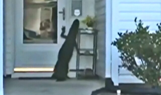 Νότια Καρολίνα: Αλιγάτορας προσπάθησε να ανοίξει πόρτα σπιτιού