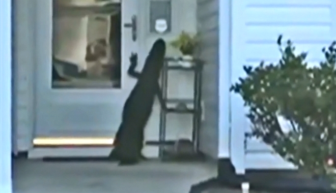 Νότια Καρολίνα: Αλιγάτορας προσπάθησε να ανοίξει πόρτα σπιτιού