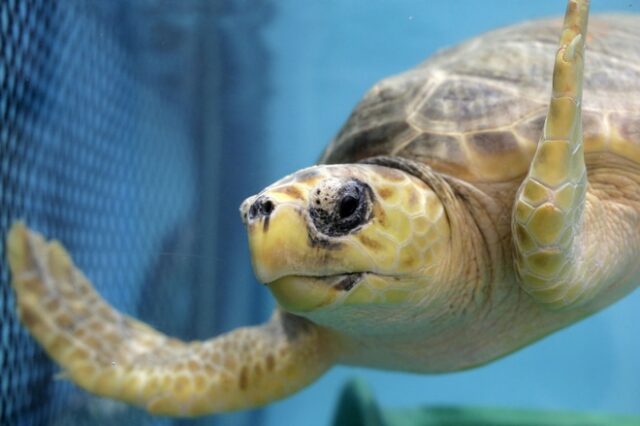 Τα Χανιά λαμβάνουν μέτρα προστασίας της θαλάσσιας χελώνας
