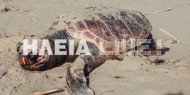 Νεκρές χελώνες Caretta – Caretta στο Κατάκολο Ηλείας