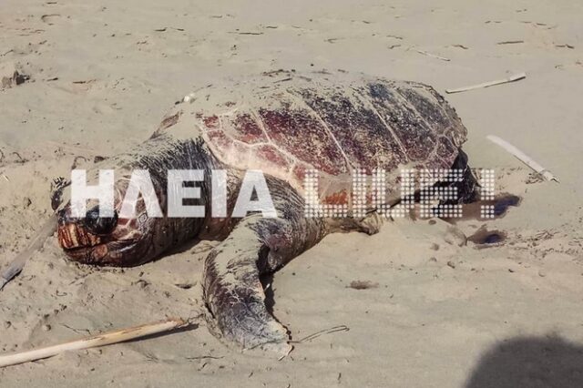 Νεκρές χελώνες Caretta – Caretta στο Κατάκολο Ηλείας