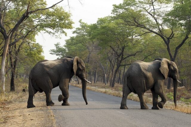 Ζιμπάμπουε: Δεν μπορεί να διαχειριστεί τους πολλούς ελέφαντες και τους πουλάει στο εξωτερικό