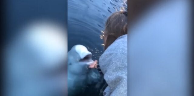Φάλαινα με “καλούς τρόπους” επιστρέφει σε γυναίκα το κινητό της που έπεσε στη θάλασσα