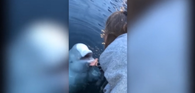 Φάλαινα με “καλούς τρόπους” επιστρέφει σε γυναίκα το κινητό της που έπεσε στη θάλασσα