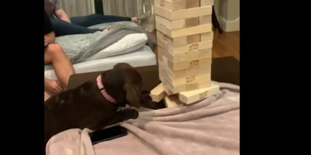 Δες τον σκύλο που είναι καλύτερος παίκτης Jenga από σένα