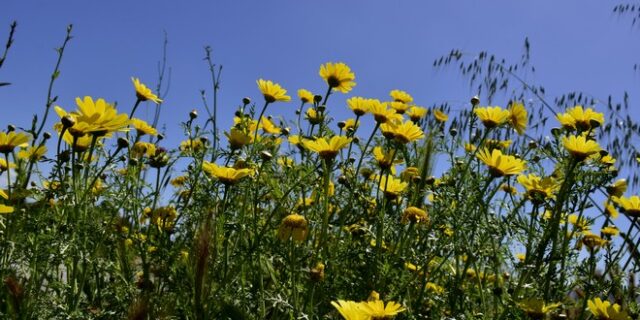 Μπονάτσες και λιακάδα σε όλη τη χώρα την Κυριακή – Άνοδος της θερμοκρασίας