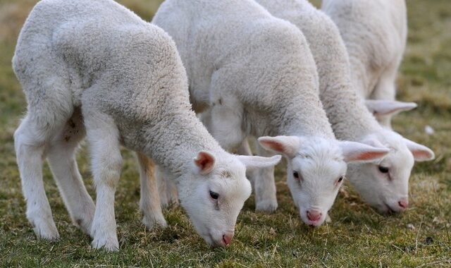 Βρετανία: Κτηνοτρόφος χτύπαγε τα πρόβατά του με γροθιές στο κεφάλι και καταδικάστηκε