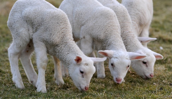 Βρετανία: Κτηνοτρόφος χτύπαγε τα πρόβατά του με γροθιές στο κεφάλι και καταδικάστηκε