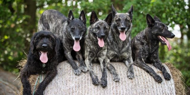 ΗΠΑ: Σκυλιά κατασπάραξαν 14χρονο σε σπίτι εκπαιδευτή