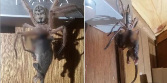 Αν είστε αραχνοφοβικός, σταματήστε εδώ: Αράχνη τρώει ολόκληρο οπόσουμ