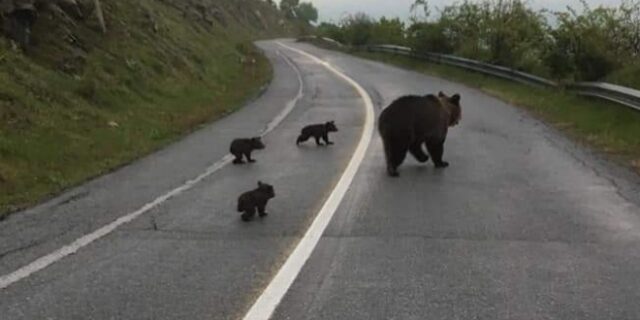 “Βιάσου έχουμε σχολείο” – Η βόλτα της οικογένειας αρκούδων έγινε viral