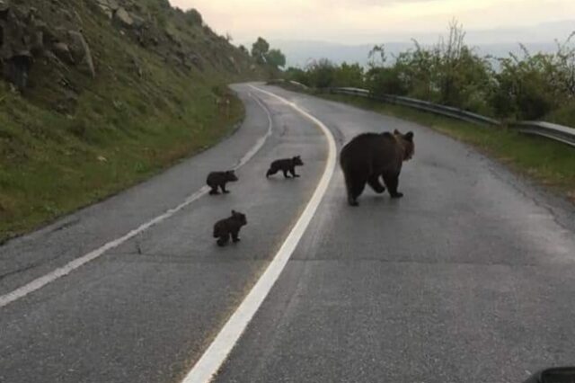 “Βιάσου έχουμε σχολείο” – Η βόλτα της οικογένειας αρκούδων έγινε viral