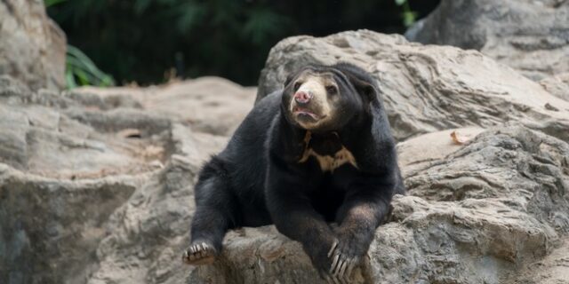 Τραγουδίστρια είχε στο σπίτι της αρκούδα – Νόμιζε ότι ήταν σκύλος