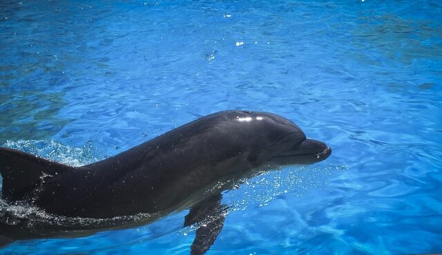 Στους Λειψούς το πρώτο στον κόσμο καταφύγιο απελευθέρωσης αιχμάλωτων δελφινιών