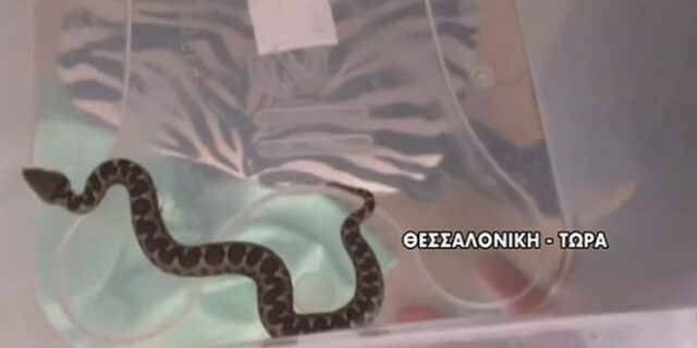 Απίστευτο: Οχιά “βόλταρε” σε τελάρο με βερίκοκα
