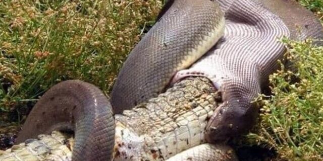 Μια μέρα στη φύση: Πύθωνας καταβροχθίζει ολόκληρο κροκόδειλο