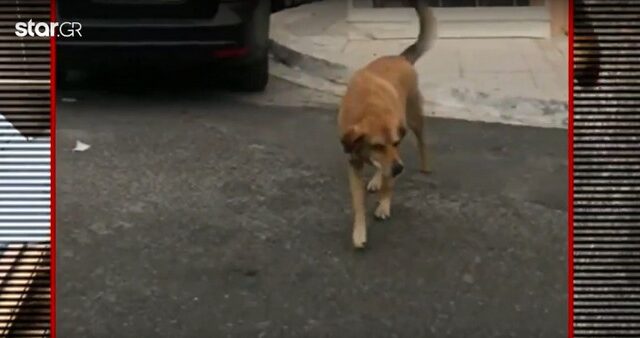 Δηλητηρίασαν τον Κανέλλο, τον σκύλο-μασκότ του Πειραιά