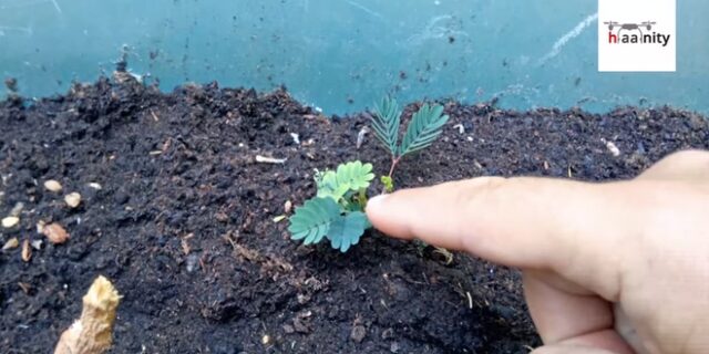 Το παράδοξο φυτό που δεν θέλει να το αγγίζουν – Θυμάται χωρίς εγκέφαλο