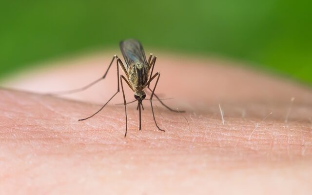 Δέκα λόγοι που τα κουνούπια προτιμούν εσάς και όχι τους γύρω σας