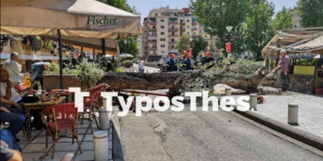 Θεσσαλονίκη: Μεγάλη αναστάτωση από πτώση δέντρου στην πλατεία Ναυαρίνου