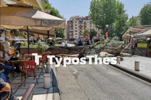 Θεσσαλονίκη: Μεγάλη αναστάτωση από πτώση δέντρου στην πλατεία Ναυαρίνου