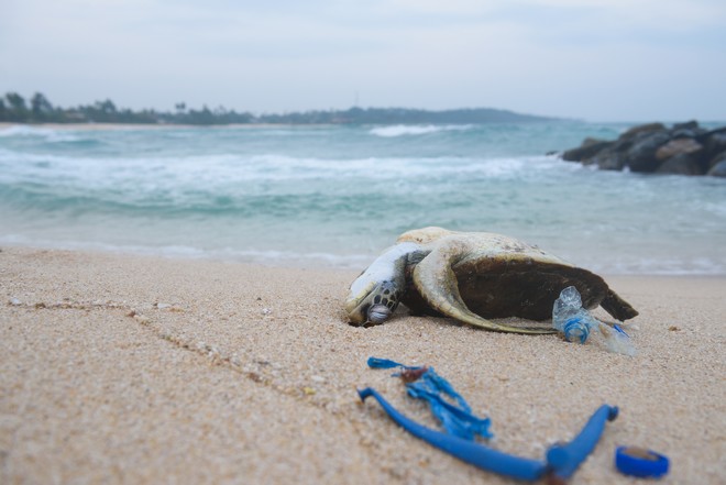 Συναγερμός για τη ζωή στη θάλασσα: Το 17% των ζώων θα εξαφανιστεί έως το 2100