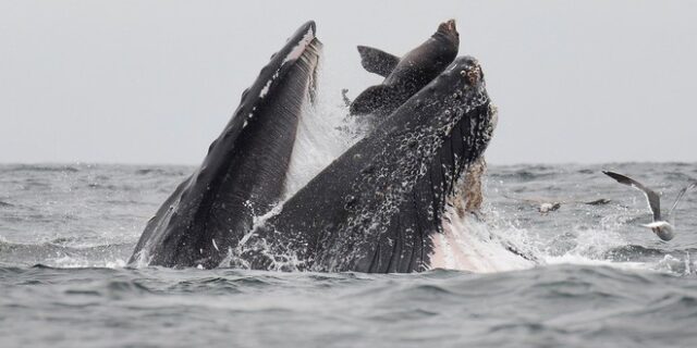Η φωτογραφία της ημέρας: Θαλάσσιο λιοντάρι “γλιστρά” στο στόμα φάλαινας