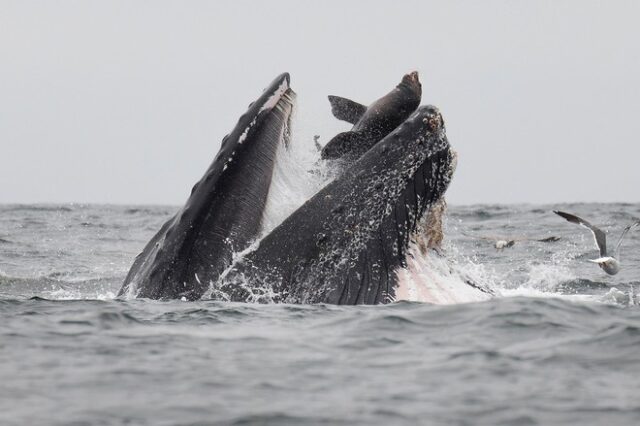 Η φωτογραφία της ημέρας: Θαλάσσιο λιοντάρι “γλιστρά” στο στόμα φάλαινας