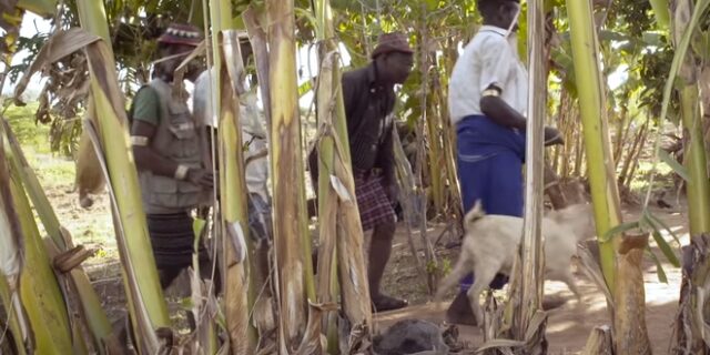 Αιθιοπία: Φύτεψαν 350 εκατ. δέντρα σε μια μέρα για την κλιματική αλλαγή