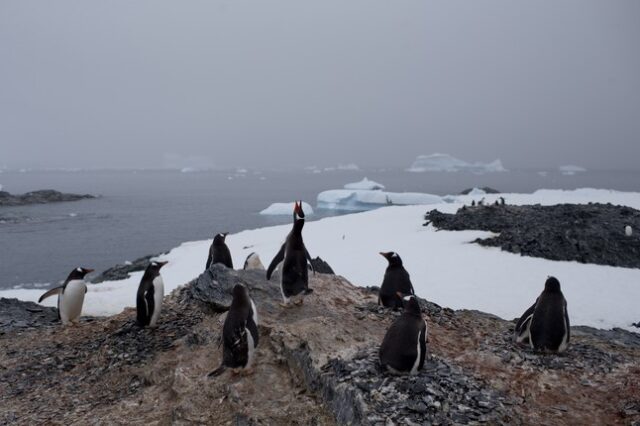 Ανταρκτική: Δραματική συρρίκνωση των θαλάσσιων πάγων για άγνωστο λόγο