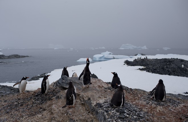 Ανταρκτική: Δραματική συρρίκνωση των θαλάσσιων πάγων για άγνωστο λόγο