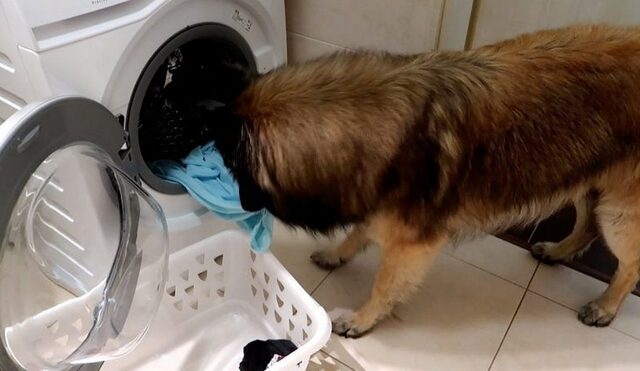 Ο σκύλος που βάζει πλυντήριο μόνος του θα σου φτιάξει τη μέρα
