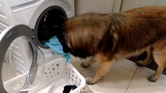 Ο σκύλος που βάζει πλυντήριο μόνος του θα σου φτιάξει τη μέρα