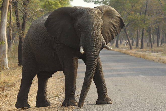 Σιγκαπούρη: Κατάσχεση ρεκόρ 8,8 τόνων ελεφαντόδοντου από 300 ελέφαντες