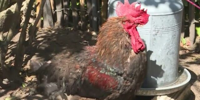 Γαλλία: Ο κατηγορούμενος κόκορας Μορίς και πάλι στα δικαστήρια