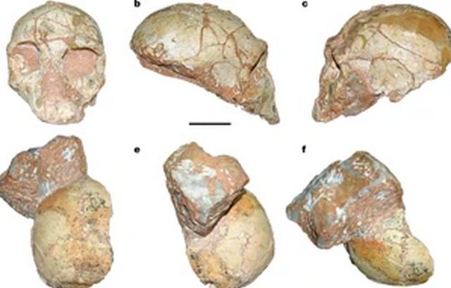 Κρανίο 210.000 ετών από την Ελλάδα, το αρχαιότερο δείγμα σύγχρονου ανθρώπου στην Ευρασία