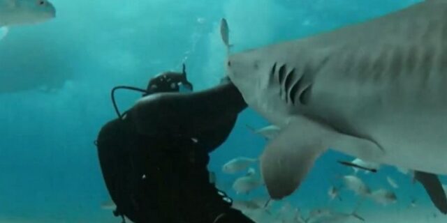 Κι όμως: Υπάρχει άνθρωπος που θέλει να τον δαγκώνουν καρχαρίες