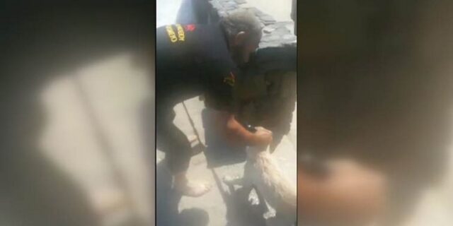 Κρήτη: Ασυνείδητοι πέταξαν σκύλο στη θάλασσα – Πώς σώθηκε από τα κύματα
