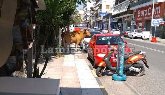 Απίστευτο περιστατικό: Κυνηγούσαν ταύρο στο κέντρο της Λαμίας