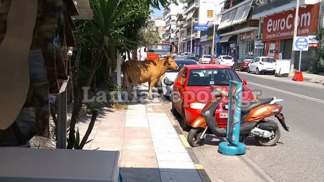 Απίστευτο περιστατικό: Κυνηγούσαν ταύρο στο κέντρο της Λαμίας