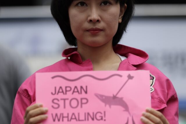 Βάρβαρο έθιμο: Ξεκινάει στην Ιαπωνία το κυνήγι φαλαινών μετά από 30 χρόνια