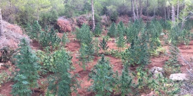 Εντοπίστηκαν μεγάλες χασισοφυτείες σε Βίλια και Αμφίκλεια