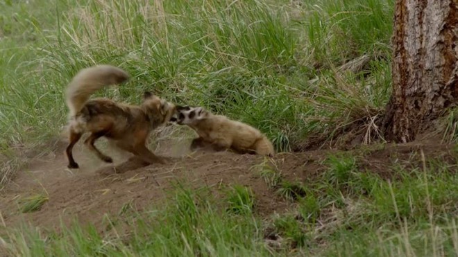 Βίντεο: Σκληρή μάχη αλεπούς με ασβό για να σώσει τα μικρά της