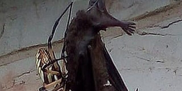 Τεράστια αράχνη πιάνει νυχτερίδα και όποιος αντέξει